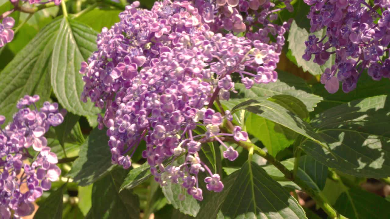 close shot of clusters of vibrant purple flowers (likely hydrangeas) on a bush, with green leaves, capturing a natural floral scene.