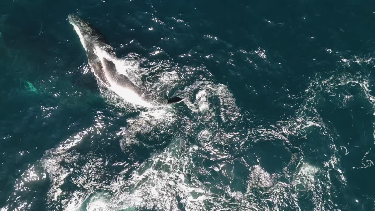 Playful Humpback Whale Calf Upside Down with Pod – Aerial Top-Down Tracking Shot Near Sydney Coastline, Australia on a Bright Sunny Day – Stunning Marine Wildlife in Blue Ocean