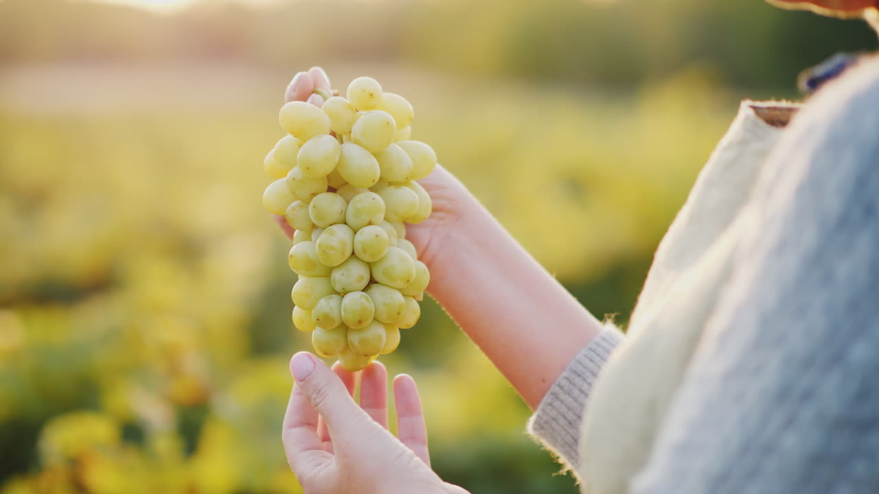 enólogo sosteniendo un racimo de uvas en el fondo del viñedo