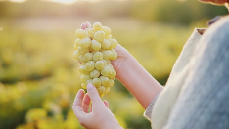 Winemaker-Holding-A-Bunch-Of-Grapes-On-The-Background-Of-The-Vineyard