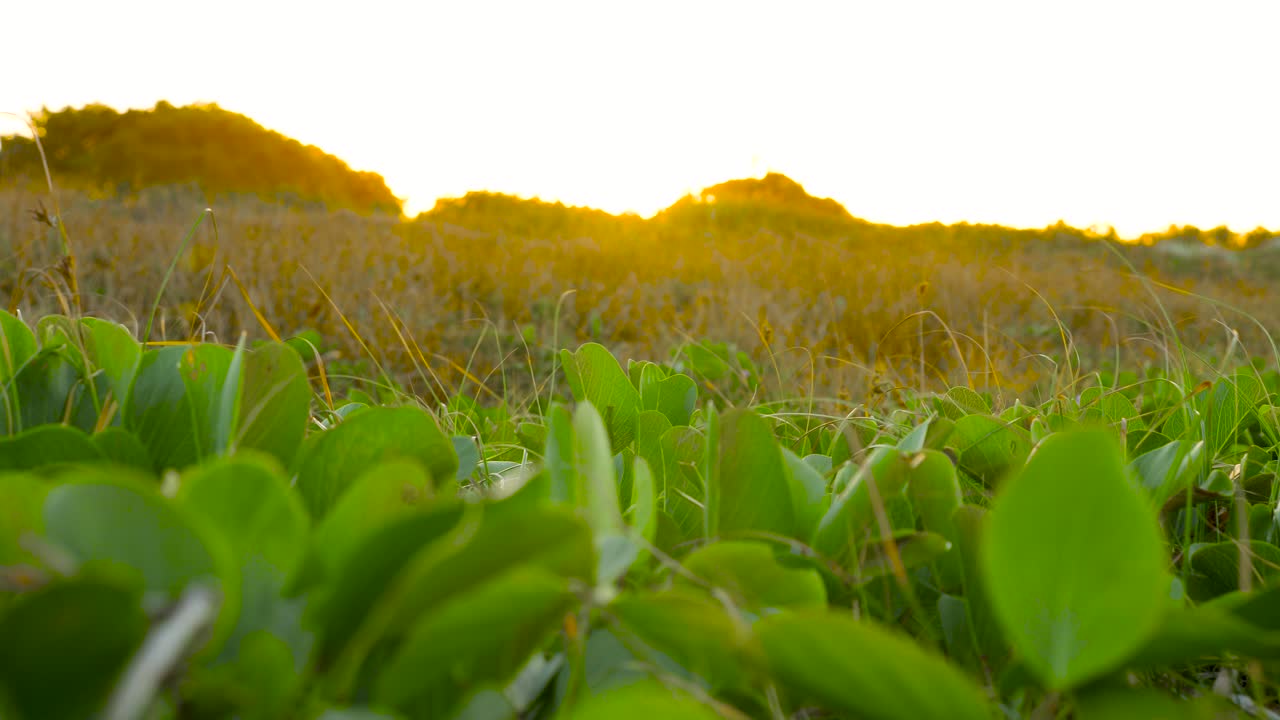 kalkalla, plantas verdes pigface en la hora del atardecer