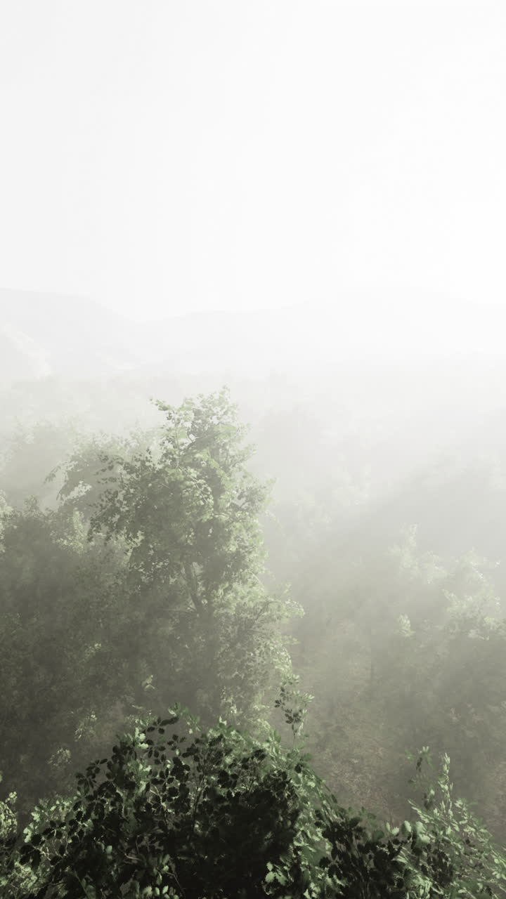 Softly illuminated by the first light of dawn trees stand tall