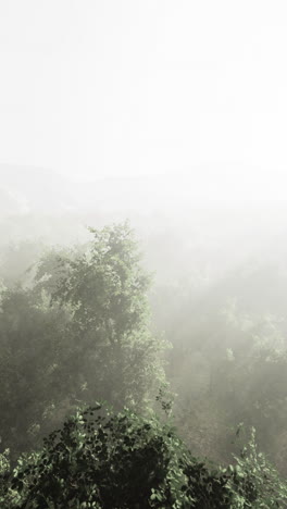 softly illuminated by the first light of dawn trees stand tall