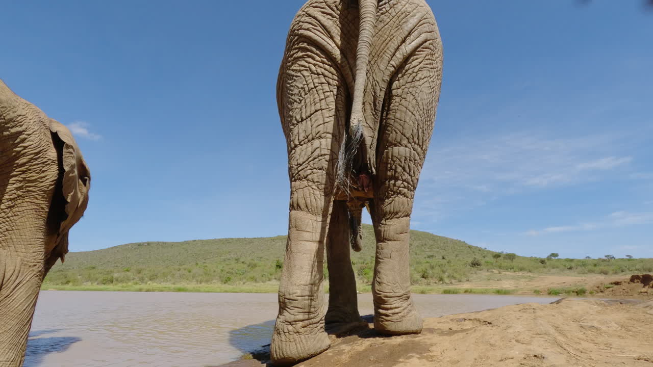 Bir su birikintisinden su içen Afrika Savan Filler.