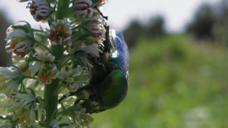 vista de perfil de cerca del escarabajo metálico colgado boca abajo en la planta de flores