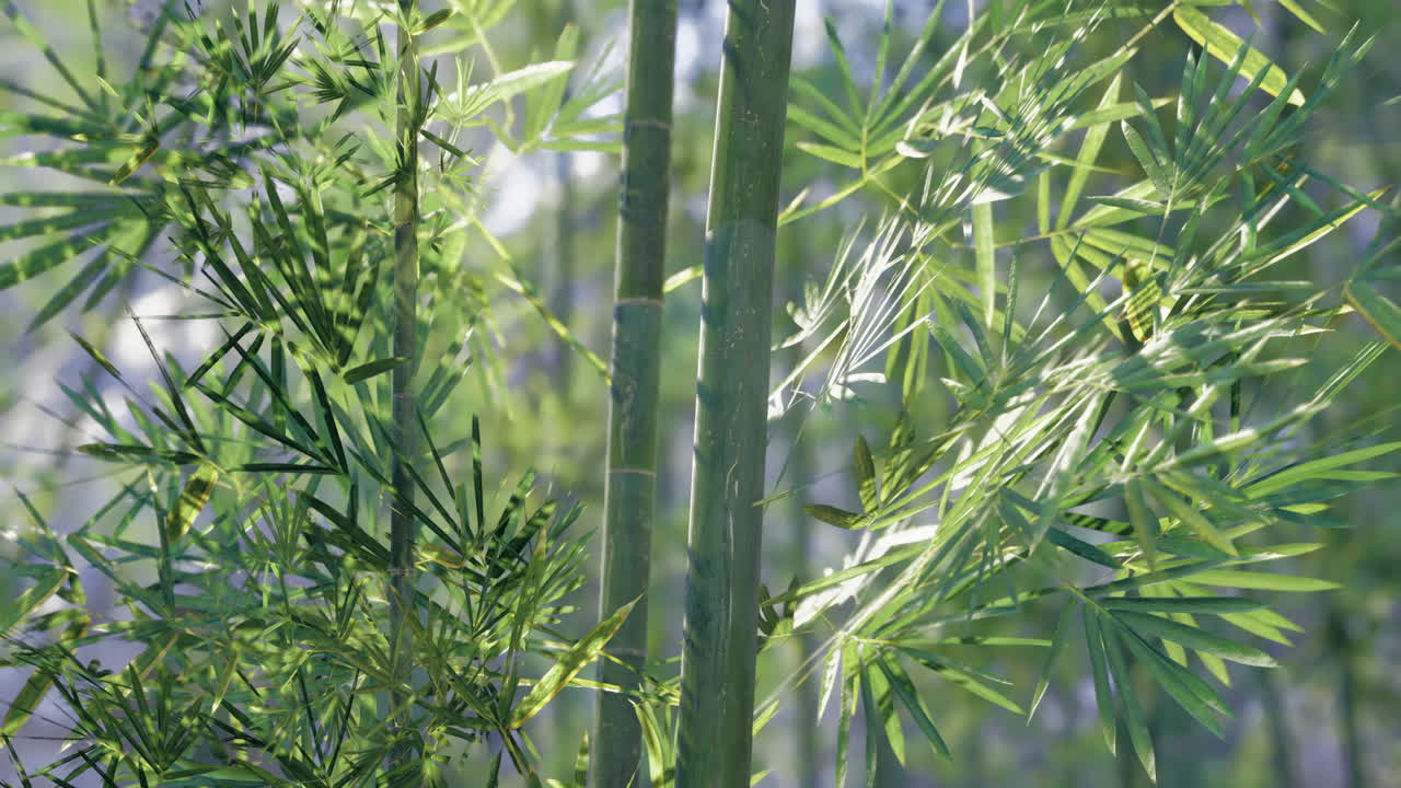 Bamboo forest with vibrant green leaves and tall stalks in sunlight