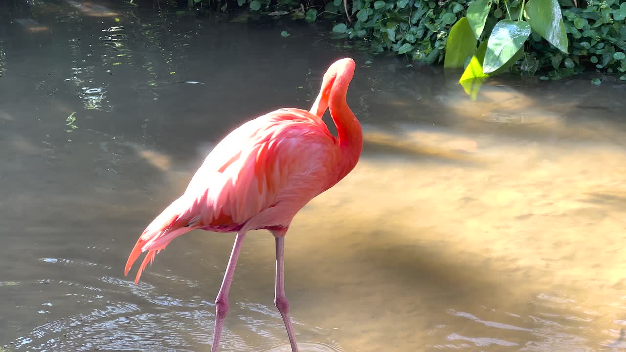 연못 에 있는 분홍색 플라밍고
