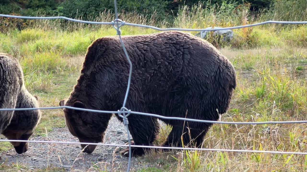 Lähikuva käsivaralta kuvattuna, jossa panoroidaan ja tarkennus siirtyy harmaakarhuista niiden sähköaitaukseen Grouse Mountainilla, joka sijaitsee North Vancouverissa, Brittiläisessä Kolumbiassa, Kanadassa. 4K