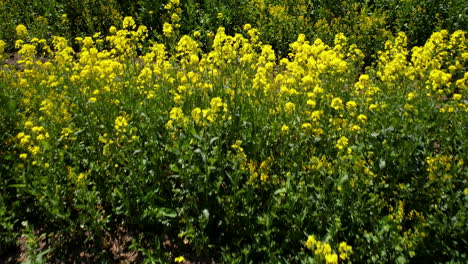 close-up of bright yellow rapeseed blooms in a sunlit field