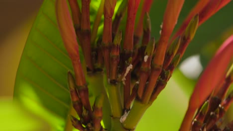 close up of frangipani flower