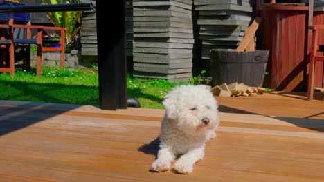 perro disfrutando de un día soleado en la terraza