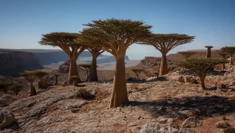 unique dragon blood trees in an arid landscape