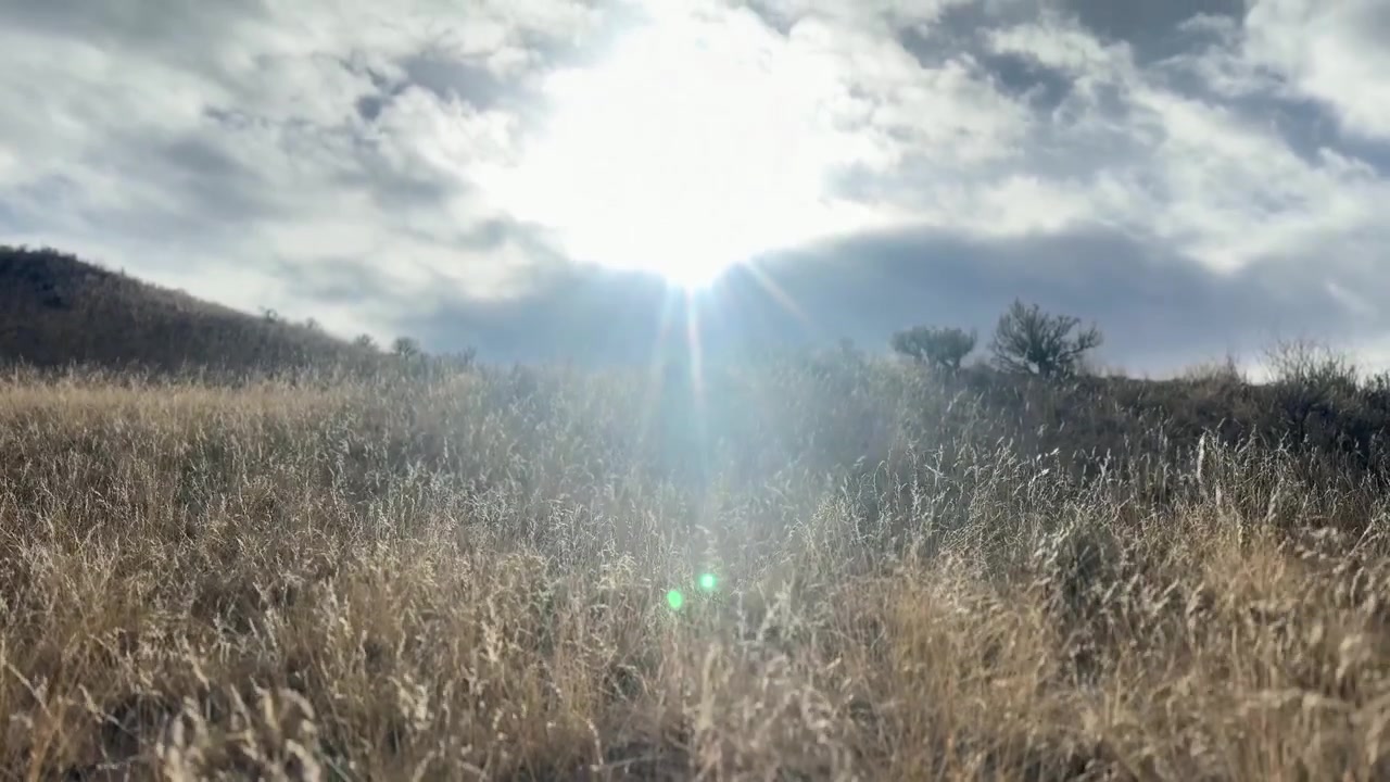 Handheld shot of dry bunchgrass swaying in the wind under a bright, partly cloudy sky in the semi-arid hills near Kamloops, British Columbia.
