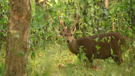 4k-Anmutiger-Und-Mysteriöser-Indischer-Schweinehirsch-Mit-Hohem-Umgebungsbewusstsein,-Gespitzten-Ohren-Und-Blick-Nach-Links-In-Die-Wildnis