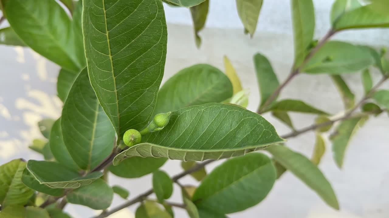 Closeup shot of Guava branch with tiny flower buds