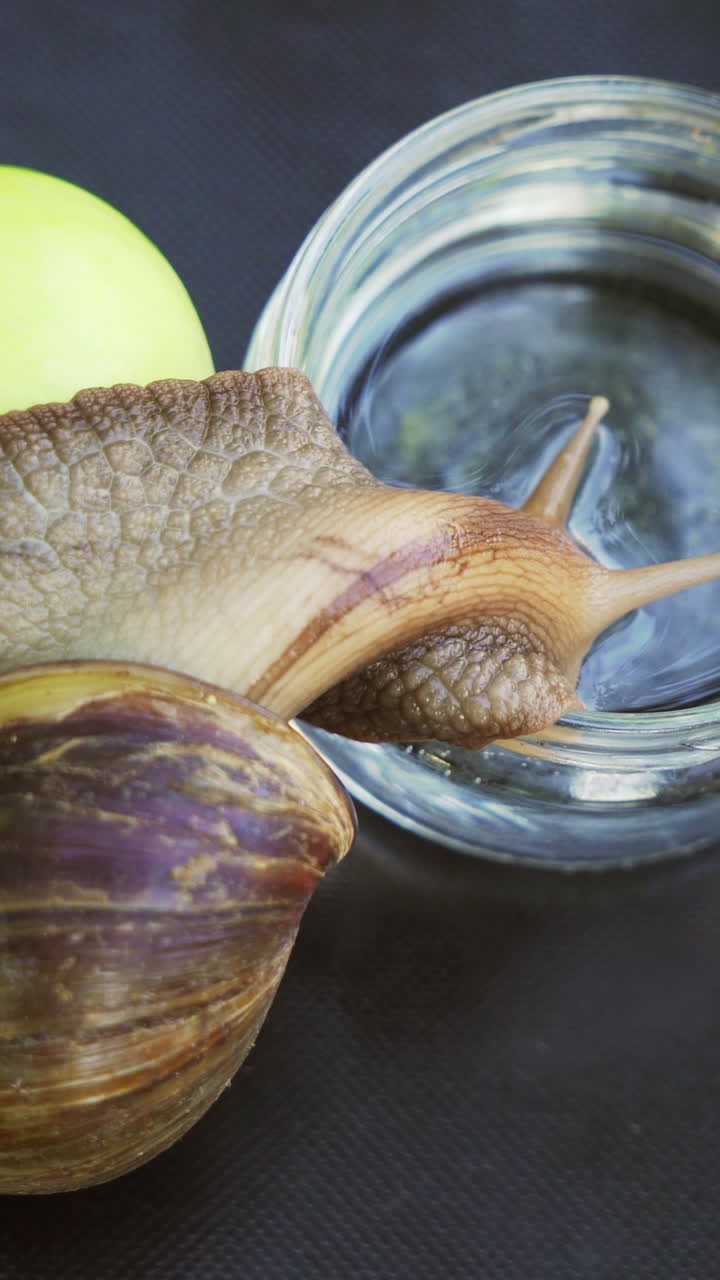 Large snail drinks water from a glass. African snail Achatina. Vertical video