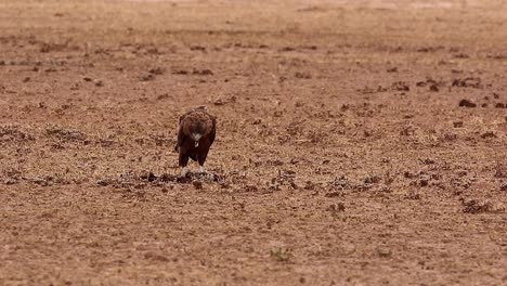 raptor alerta, águila bateleur juvenil, come presas pequeñas en el suelo