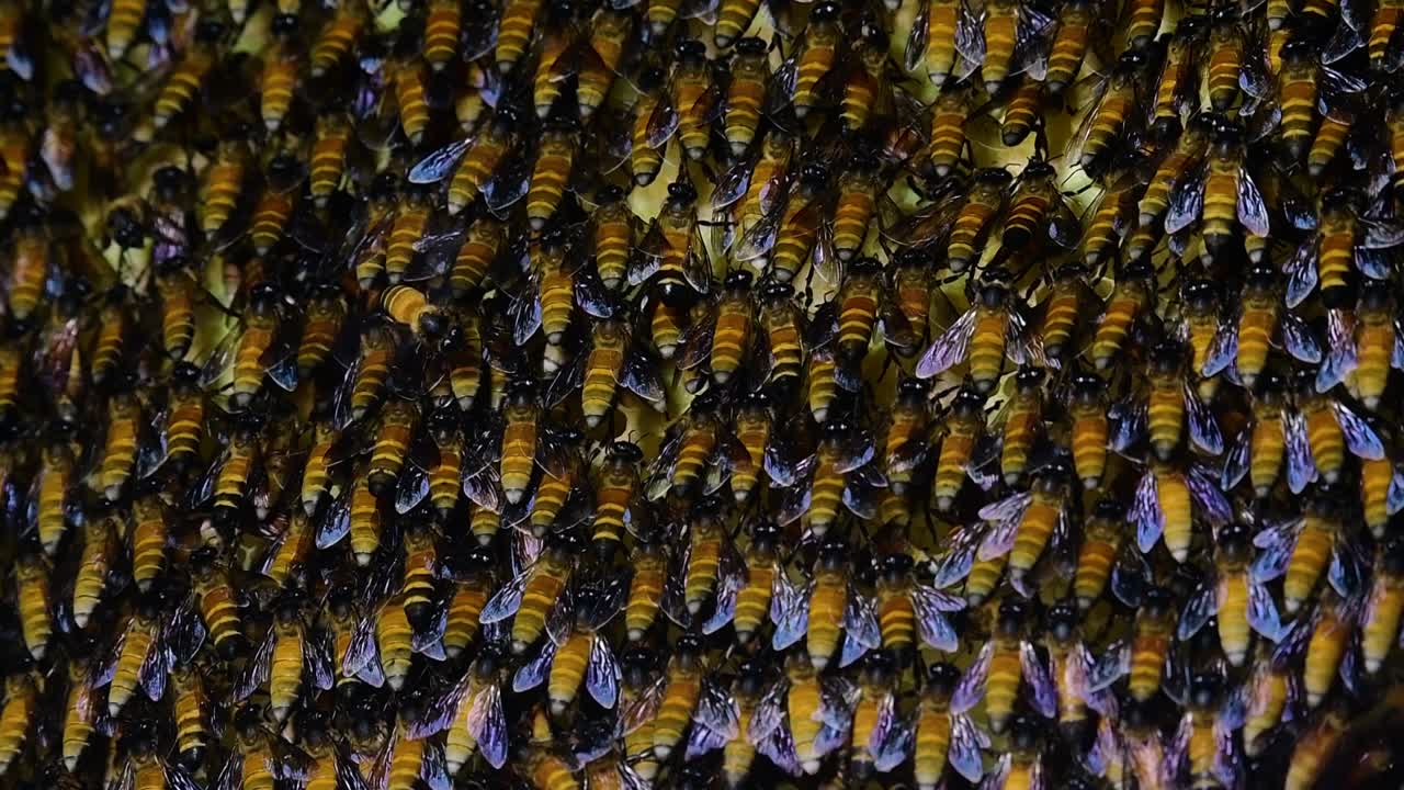se sabe que las abejas melíferas gigantes construyen grandes colonias de nidos con bolsillos simétricos hechos de cera para almacenar miel como fuente de alimento.