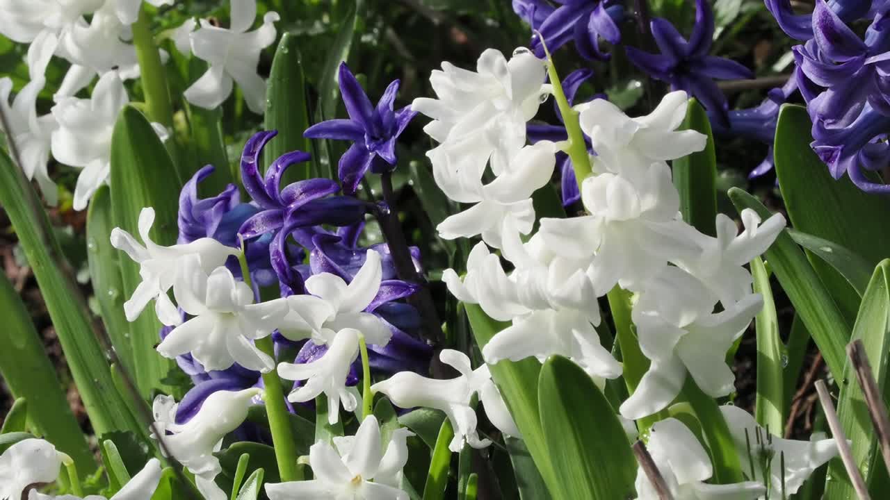 Blå og hvide hyacinter er en gammel favorit, der er meget elsket for deres store, lyse blomster og stærke duft