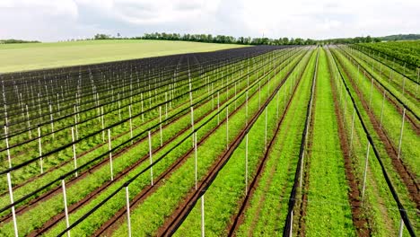 apple plantation covered with hail netting - to protect apple orchards from both hail damage and insect pests