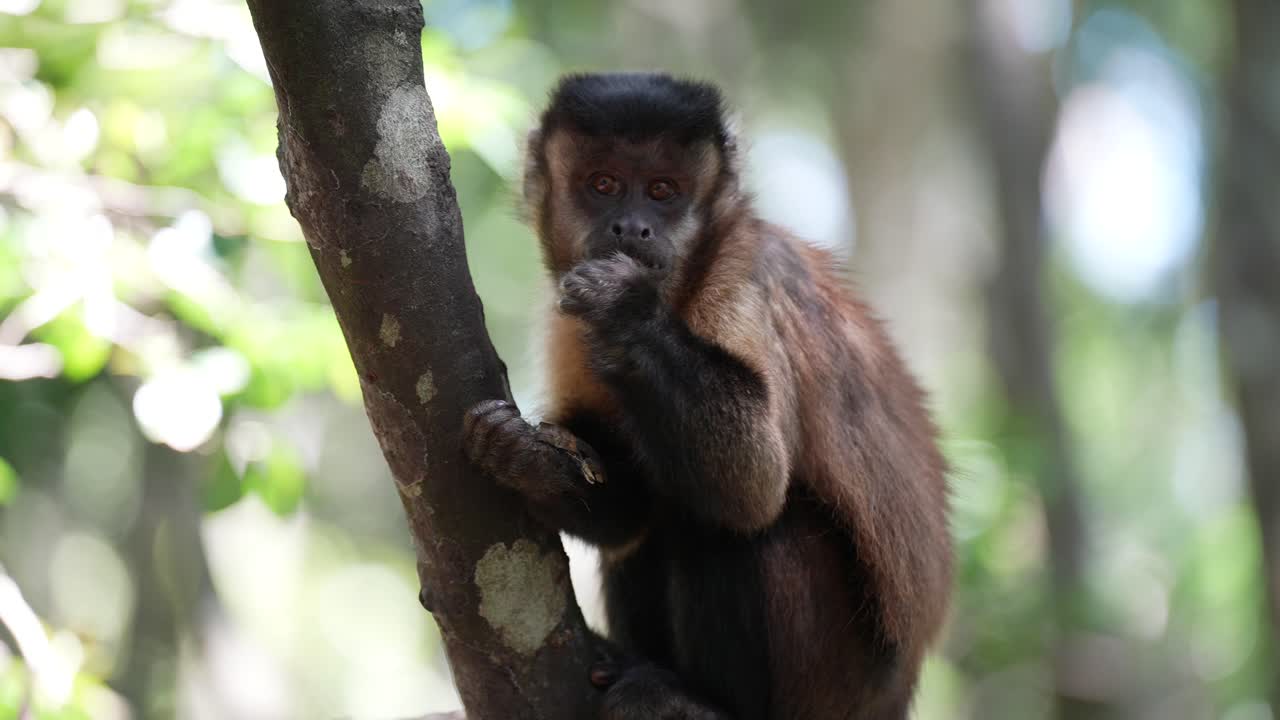 mono capuchino en la selva comiendo en los árboles