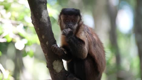 capuchin monkey in jungle eating in trees