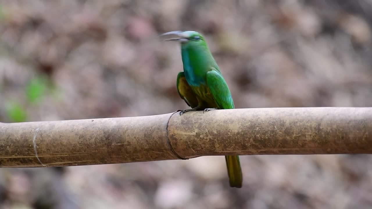 el abejaruco de barba azul se encuentra en la península de malaya, incluida tailandia, en claros de bosques particulares