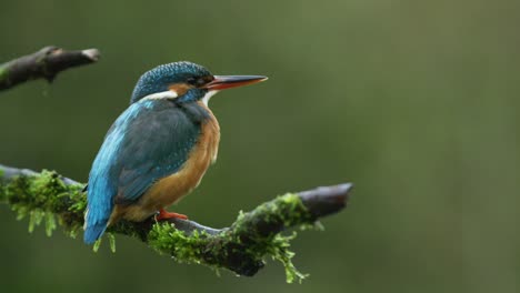 a stationary slowmo footage of a common kingfisher resting on a tree branch while looking around