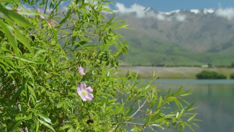 el rubor de la naturaleza: flor rosada en el arbusto cerca del lago en cautivadoras imágenes de stock