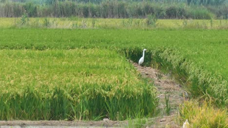 a heron in the rice fields of valencia in spain