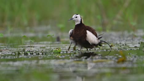 Jacana-De-Cola-De-Faisán-Que-Esconde-Polluelos-Debajo-De-Sus-Alas-Para-Salvarlos-De-La-Lluvia