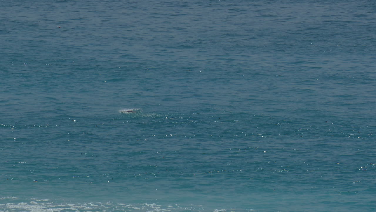 멕시코 카보 산 루카스에서 짝짓기 시즌 동안 만타 가오리가 물 밖으로 뛰어 내리는 영상