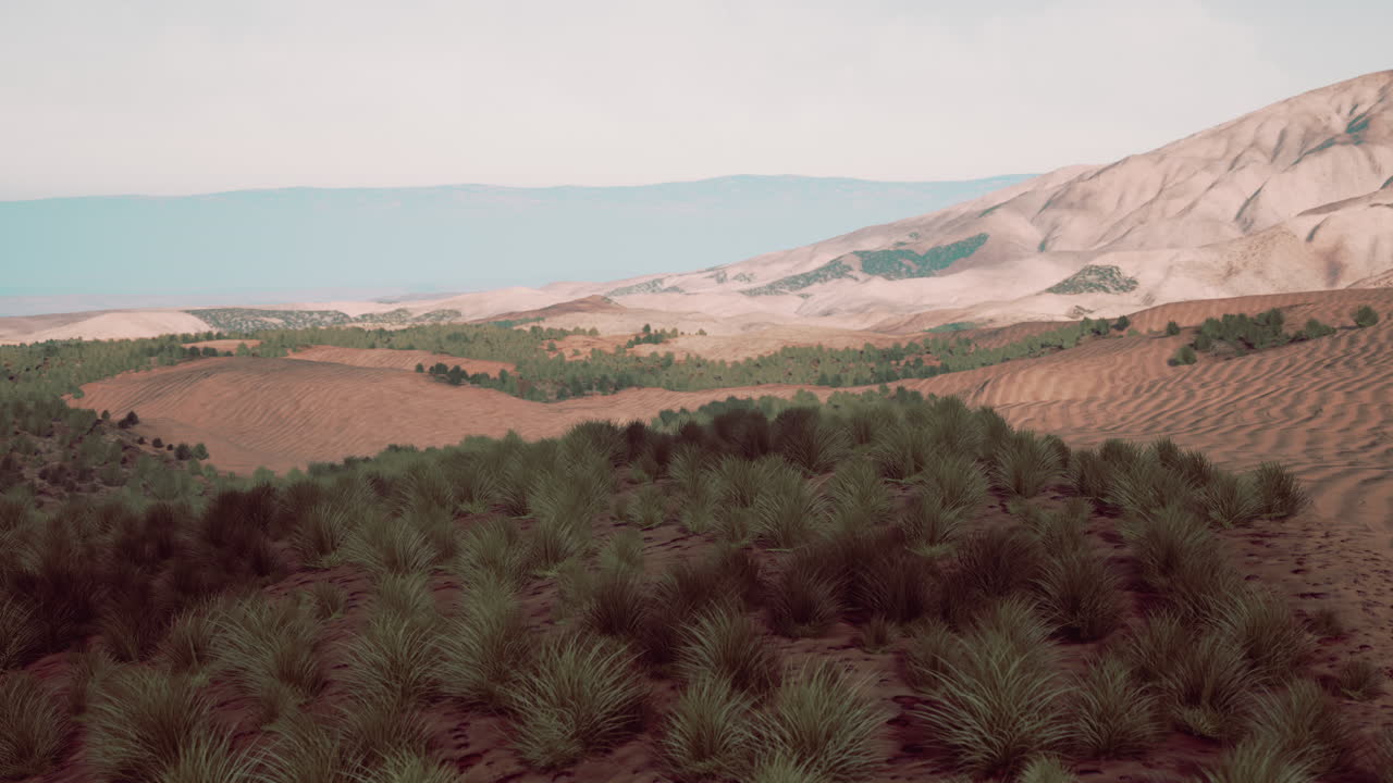 약간의 풀이 있는 모래 사막