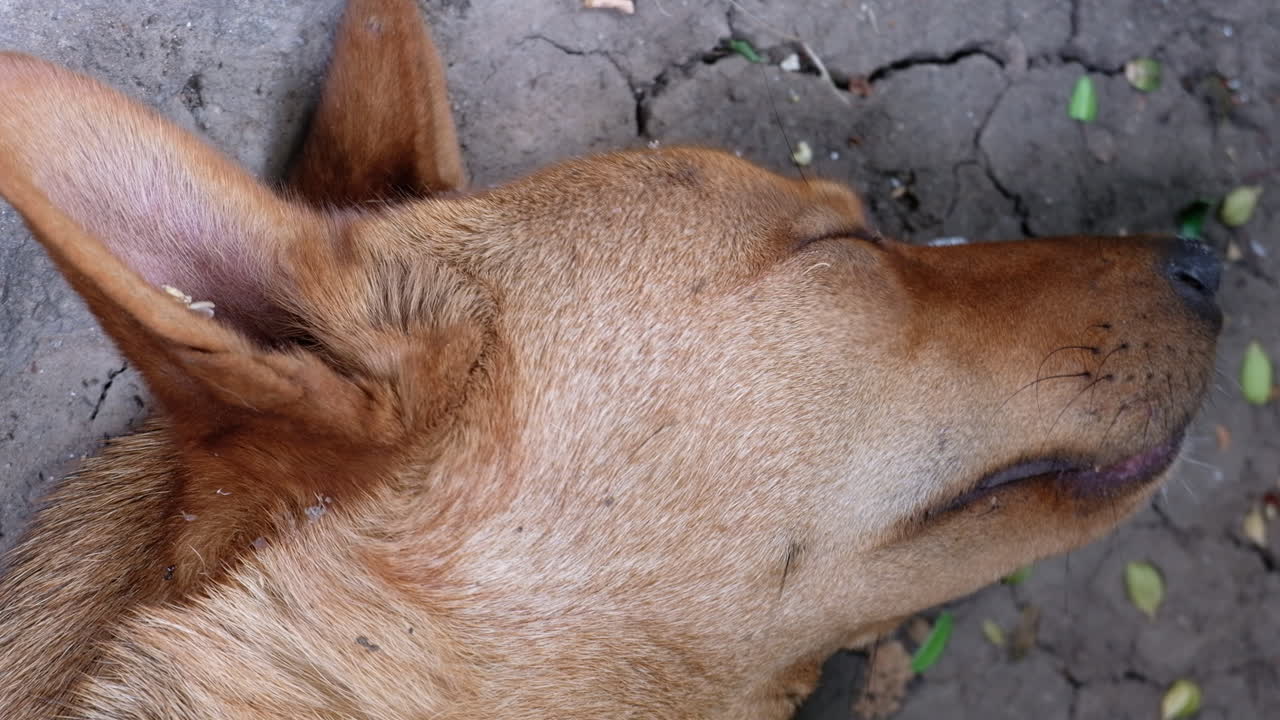 Close up of a brown and white stray dog sleeping on the street
