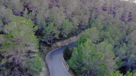 camino curvo en ibiza en la naturaleza del bosque