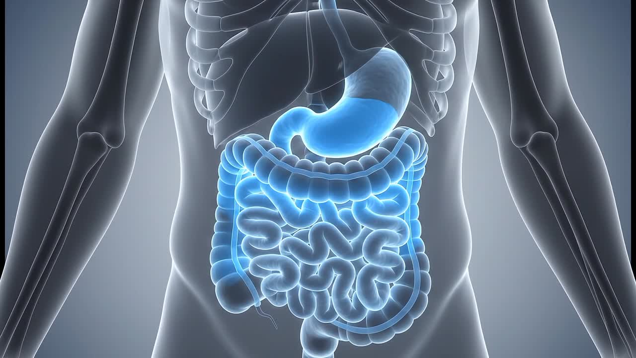 Torso umano trasparente che mostra gli organi luminosi del sistema digestivo con vista anatomica di stomaco e intestino