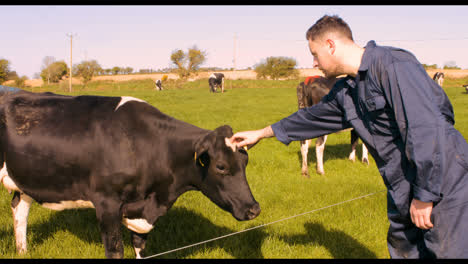 cattle farmer petting cow