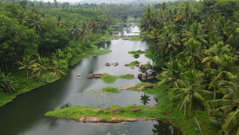 aerial drone shot showcasing kerala's vibrant green forest, dotted with coconut trees and a tranquil river.