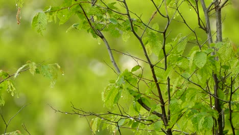 Beautiful-Baltimore-Oriole-perched-on-a-green-branch-before-flying-off-to-explore-on-a-rainwet-day