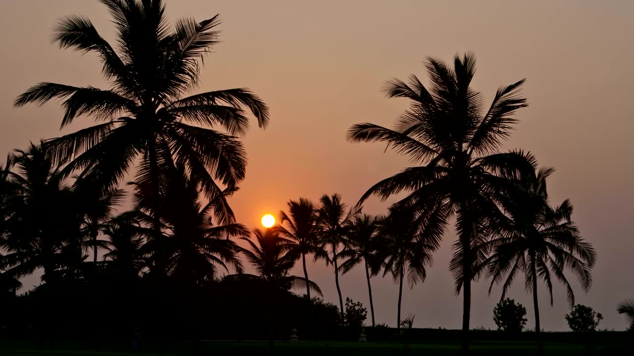 나무 뒤에서 아름다운 일몰, 타임스