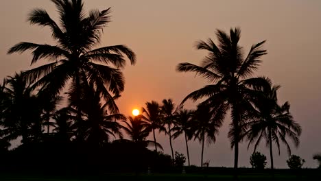 beautiful sunset sun setting behind palm trees , timelapse