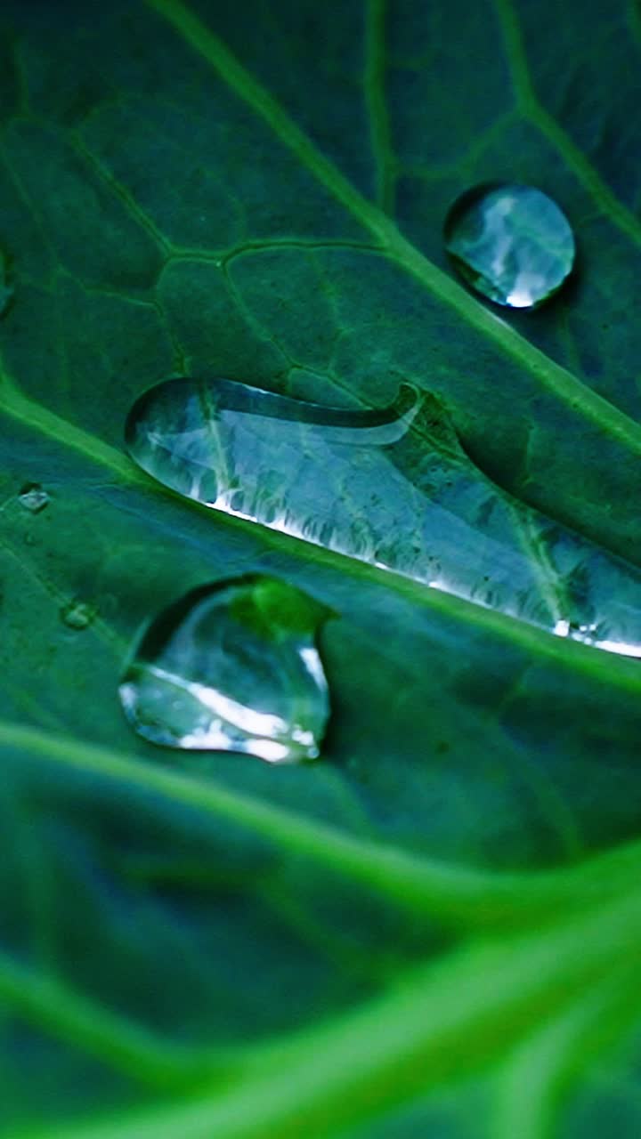 Observing the beauty of nature as clear water droplets rest on a vibrant green leaf, reflecting light in a tranquil outdoor environment after recent rainfall