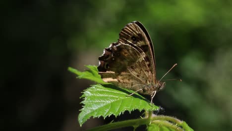 Gesprenkelter-Holzschmetterling-Thront-Auf-Brombeerblatt