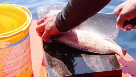 person cleaning fish on a boat in phuket