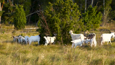 medium shot of white goats walking and grazing bush on a sunny day