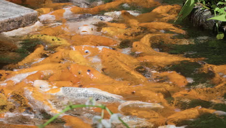 peces koi luchando por el bien arrojados por turistas en el estanque