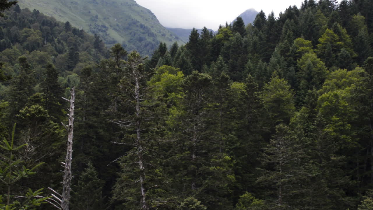 Tilt up from a coniferous forest to mountains in Aran Valley
