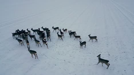 Luftaufnahme-Einer-Herde-Brauner-Hirsche-Verschiedener-Größen,-Die-über-Ein-Riesiges,-Schneebedecktes-Feld-Unter-Einem-Klaren-Blauen-Himmel-Verstreut-Sind,-Aufgenommen-Aus-Einem-Niedrigen-Kamerawinkel,-Orbit-Panorama