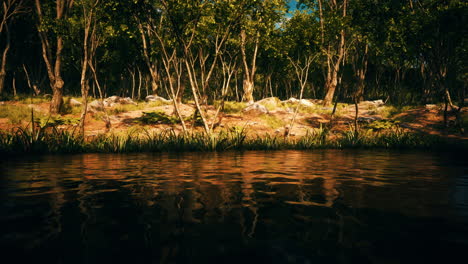 pond in mossy green forest