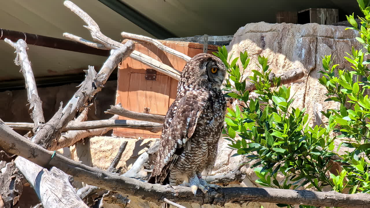 Grumpy eagle owl in mid sunny day, beautiful bird at Attica Park, Athens